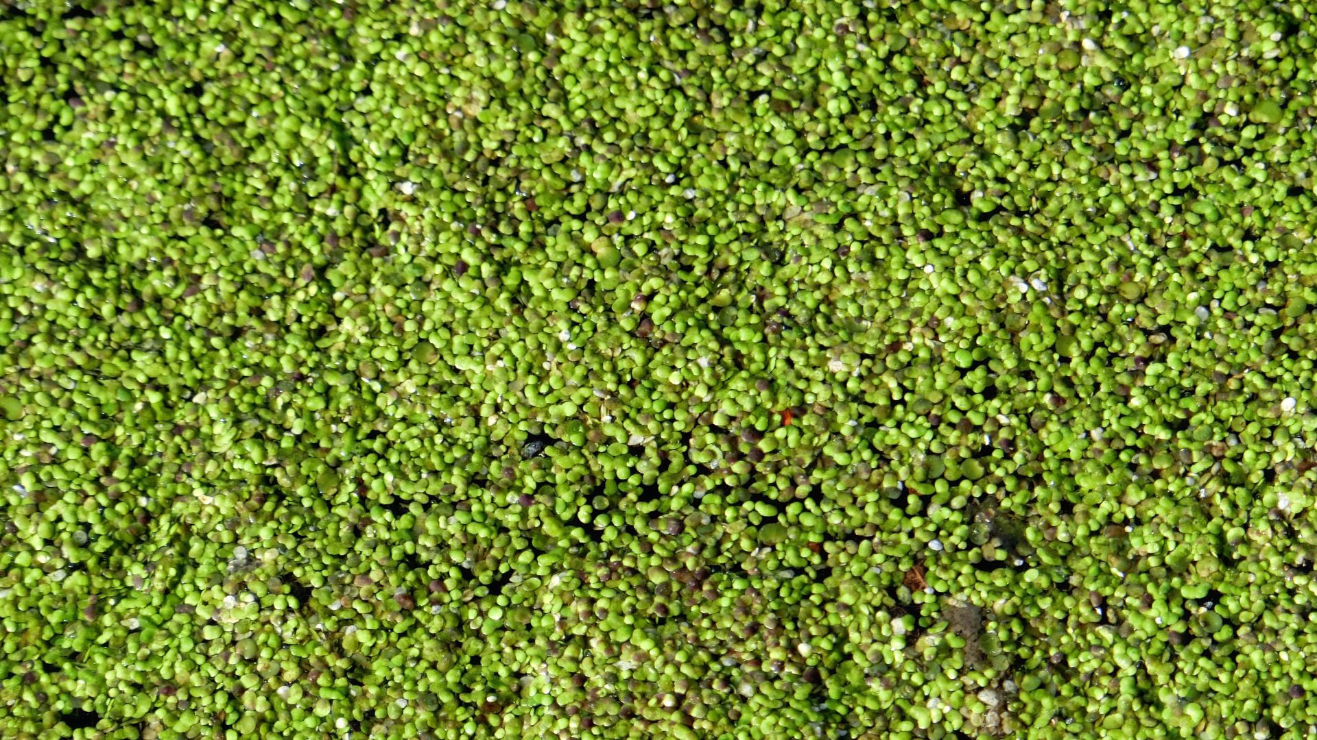 Kunststoffbälle gegen Wasserlinsen, Bird Balls