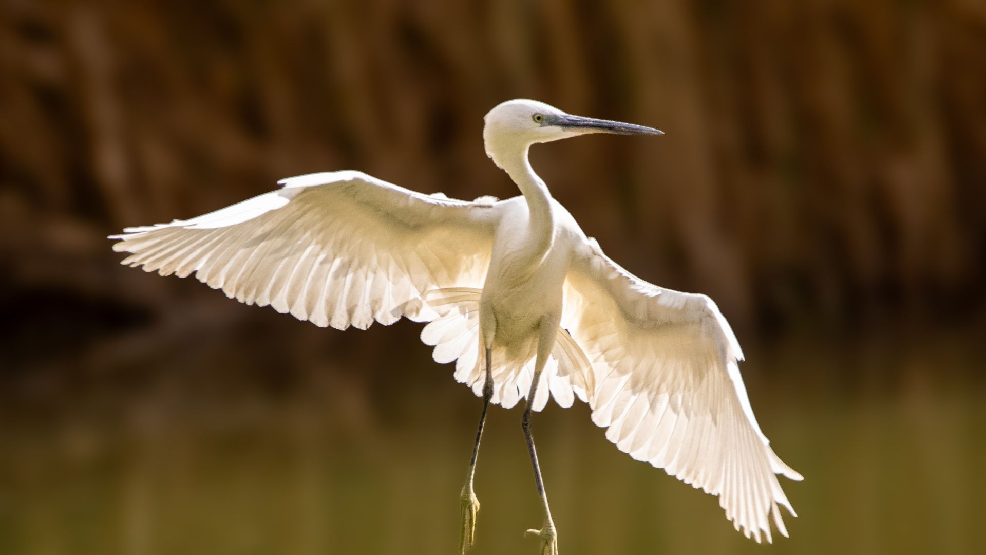 Bird Balls helfen bei Prävention der Vogelgrippe Fischreiher